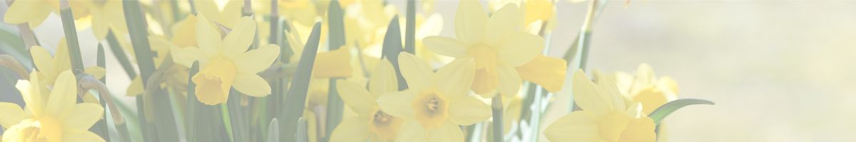 daffodil background