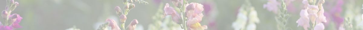 closeup of snap dragons with text overlay: Appointments